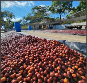 GUATEMALA Finca Santa Rita