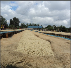 KENIA Nyeri Ichuga AB