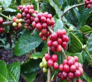 MEXIC Chiapas Altura Organic - Img 3
