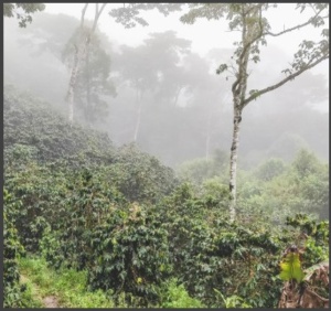 NICARAGUA Mozonte Finca La Esperanza - Img 2