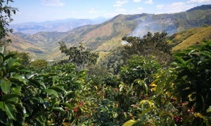 PERU Amazonas Monte Verde - Img 3