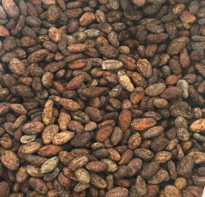 RAW COCOA BEANS- PERU Cajamarca Oro Del Chimchipe