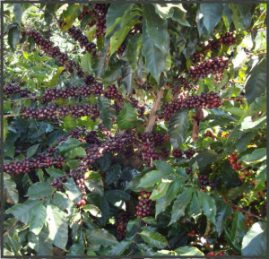 BRAZILIA Fazenda das Almas Natural Anaerobic - Img 3