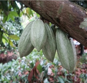 CACAO Boabe Crude - THAILAND Chanthaburi Chaisutti Farm - Img 4