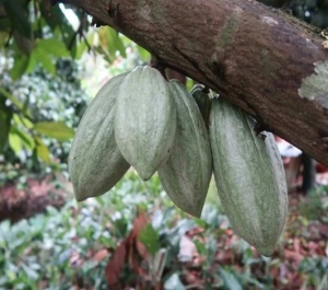 CACAO Boabe Crude - THAILAND Chanthaburi