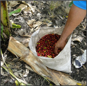 COLUMBIA Excelso Huila Los Hibiscos - Img 2
