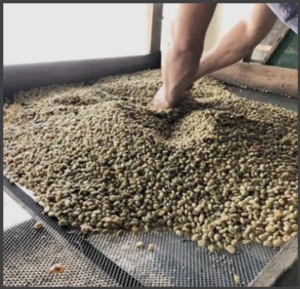 COLUMBIA Finca La Divisa Pink Bourbon - Img 5
