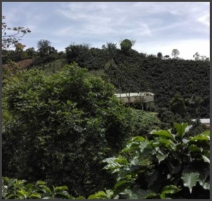 COLUMBIA Finca La Esperanza Huila - Img 2