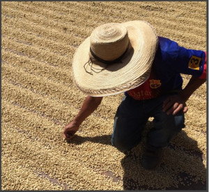 COLUMBIA Huila Finca El Triunfo Pink Bourbon - Img 3