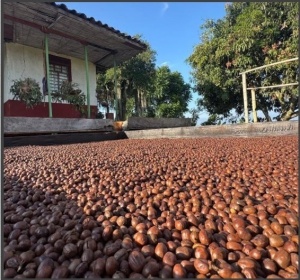COLUMBIA Quindio Finca La Sirena Pina Colada Co-fermented Washed - Img 4