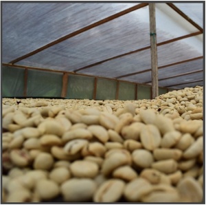 DECAF Colombia MC Process