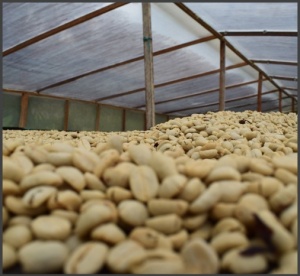 DECAF COLUMBIA Tumbaga Sugarcane - Img 4