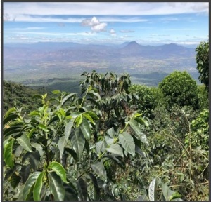 EL SALVADOR Finca La Montana Anaerobic Natural - Img 3