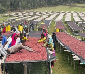ETHIOPIA Yirgacheffe Dilla Zuria - Img 2