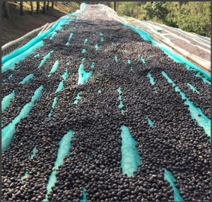 ETIOPIA Yirgacheffe Aramo Natural Gr.1 - Img 3