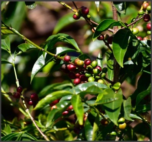 ETIOPIA Yirgacheffe Chelbessa Natural Gr 1 - Img 2