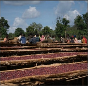 ETIOPIA Yirgacheffe Chelbessa Natural Gr 1