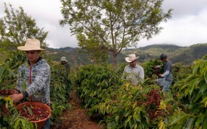 GUATEMALA Finca El Chorro Natural - Img 2