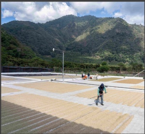 GUATEMALA Finca Los Andes Geisha Natural - Img 4