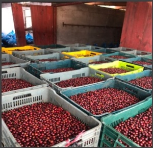 GUATEMALA Finca Pampojila Ruiru 11 - Img 3