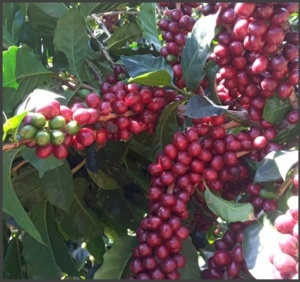 HONDURAS Finca La Antartida Honey - Img 4