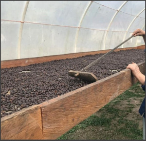HONDURAS Marcala La Paz Natural - Img 3