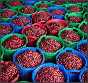 INDONEZIA Sumatra Asman Gayo - Img 2
