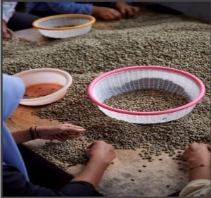 INDONEZIA Sumatra Asman Gayo - Img 2