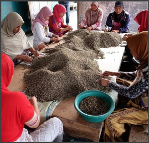 INDONEZIA Sumatra Kerinci Barokah Honey - Img 3