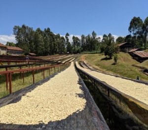 KENYA  Nyeri Kiawamururu AA