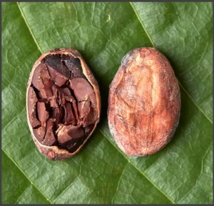 RAW COCOA BEANS - MADAGASCAR Bejofo Estate