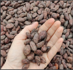 ROASTED COCOA BEANS - COLOMBIA Zocay Meta - Img 3