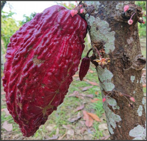 ROASTED COCOA BEANS - VENEZUELA Barlovento Villa Franca - Img 3