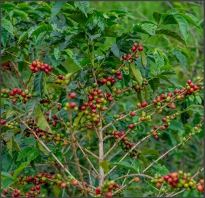 RWANDA Baho Humure Natural Red Bourbon - Img 3
