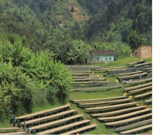 RWANDA Mushonyi Natural - Img 4