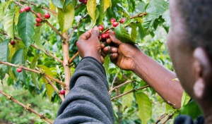 RWANDA Ngoma Natural - Img 3