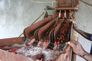 BURUNDI Gakenke Kayanza Washed - Img 2