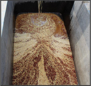 BURUNDI Nemba Kayanza Oro Yeast Washed