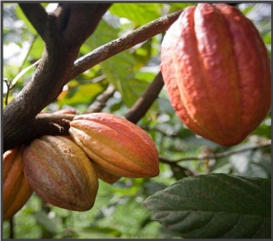 CACAO Boabe Crude - INDONESIA West Bali Jembrana Cooperative - Img 2
