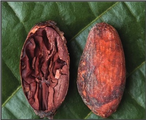 CACAO Boabe Crude - PERU Piura Blanco