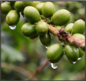 COLOMBIA Huila Finca El Rosal Washed
