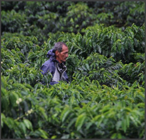 COLOMBIA Supremo Risaralda