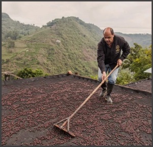 COLUMBIA Finca La Divisa Pink Bourbon - Img 3