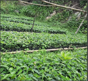 COLUMBIA Huila Finca El Triunfo Pink Bourbon - Img 4
