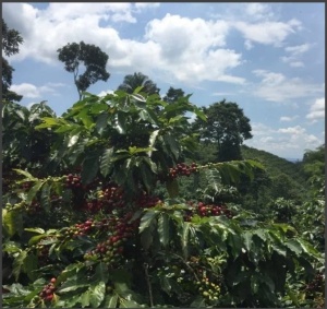 COLUMBIA Huila Finca Villa Betulia Anaerobic Natural - Img 3
