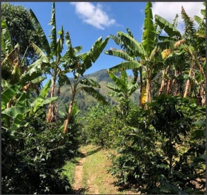 COLUMBIA Huila Finca Villa Betulia - MICROLOT - Img 2