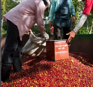 COSTA RICA Aquiares Estate Esperanza Anaerobic Natural - Img 2