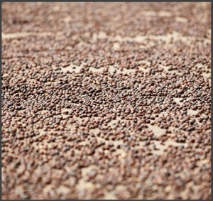 EL SALVADOR Finca El Martillo - Img 2