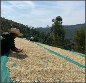 ETHIOPIA Sidamo Adama Gr 2