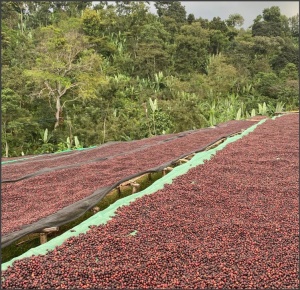 ETIOPIA Sidamo Shantawene Gr 1 Fermented Washed - Img 3